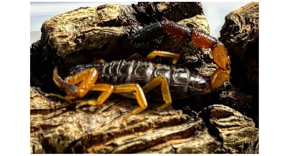 Woman finds scorpion in luggage 12 days after returning from Kenya