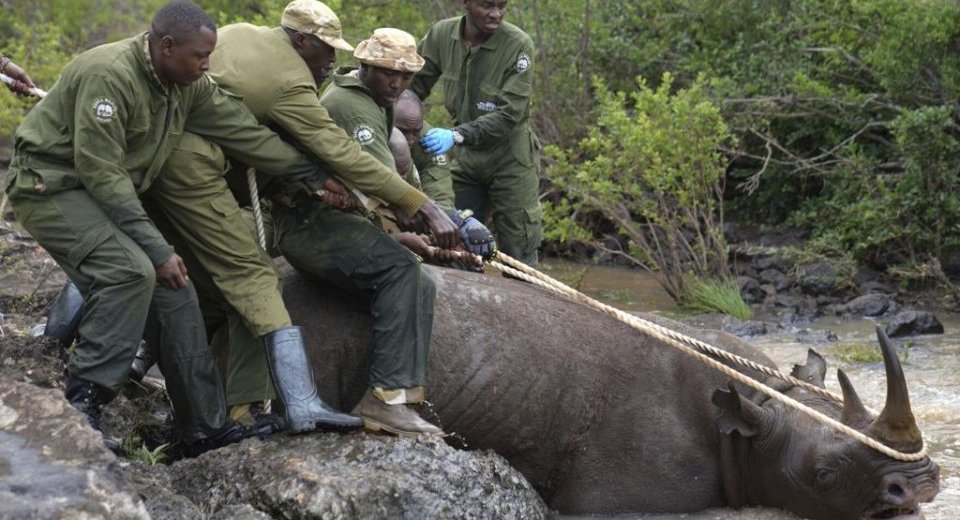 Endangered rhinos are returned to a plateau in central Kenya after great efforts