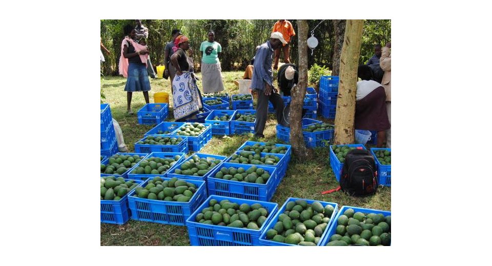 Relief for Kenyan farmers as avocado exports ban lifted