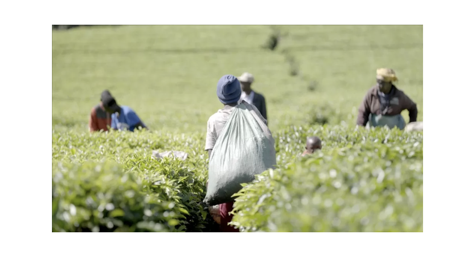 Investigating gender-based violence and harassment at James Finlays Kenya